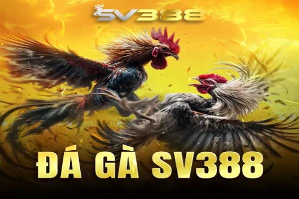 SV388 – Đá Gà Online Số 1 | SV 388 Casino Nổ Kèo Mỗi Ngày đá gà sv388